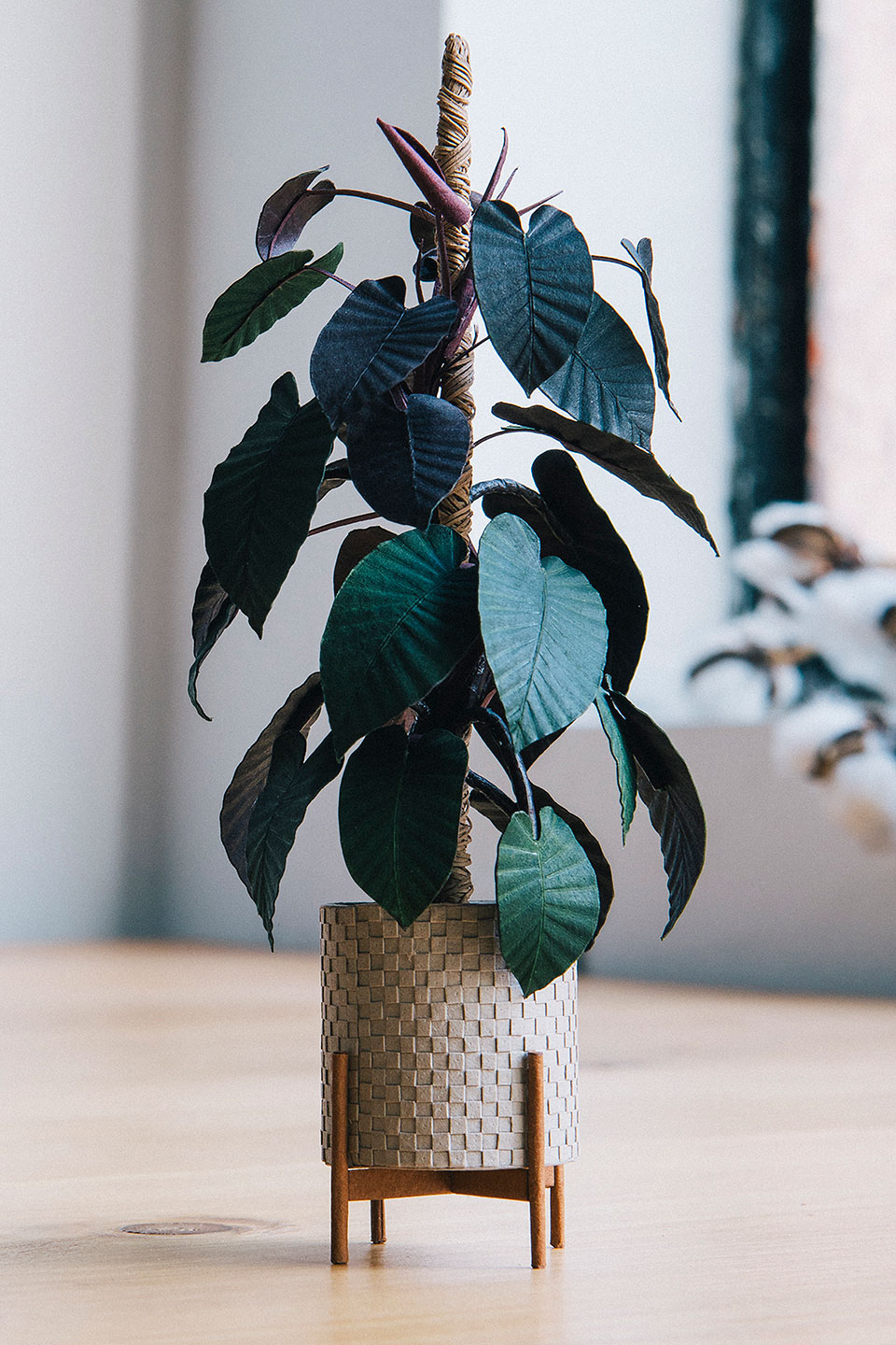 Tiny Big Paper House Plants by Raya Sader Bujana