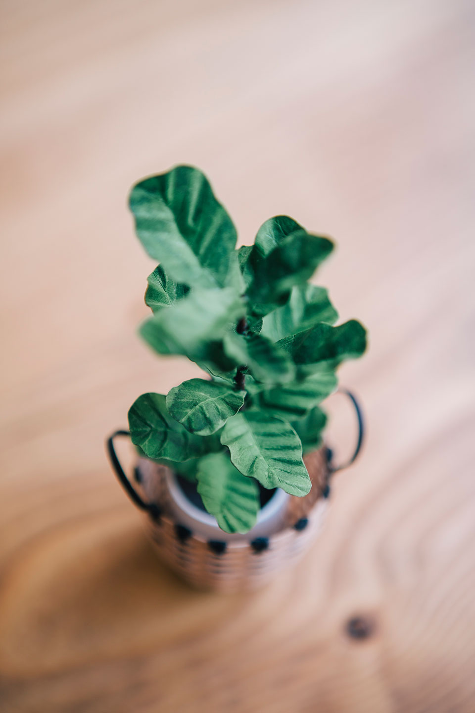 Tiny Big Paper House Plants by Raya Sader Bujana